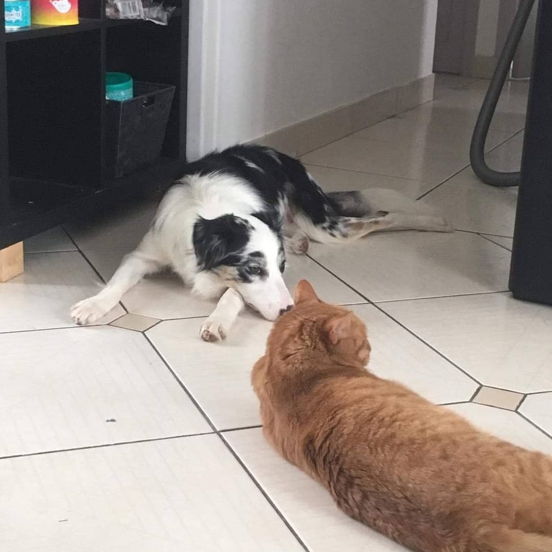 photo chien et chat