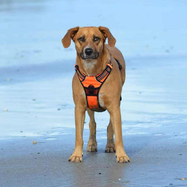 photo chien plage harnais orange