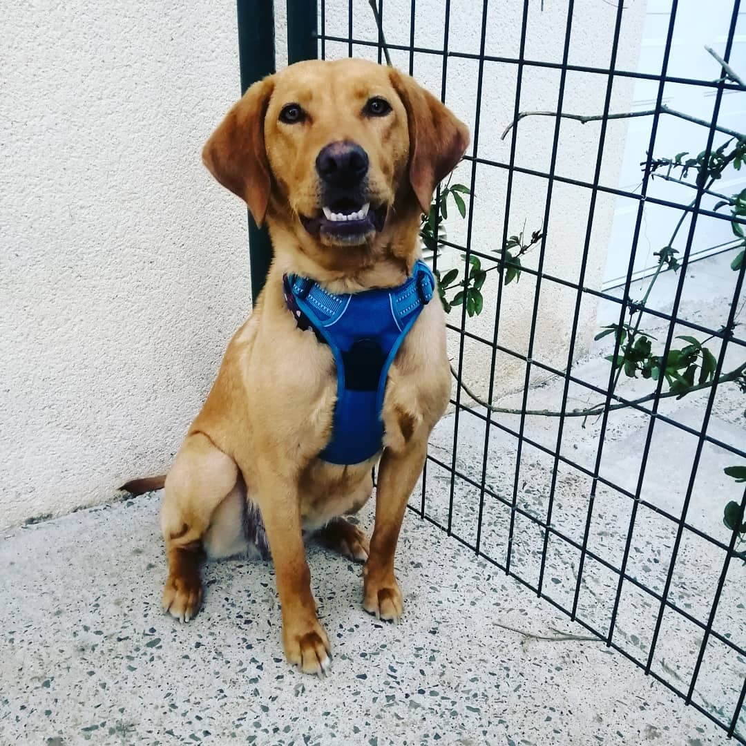 photo chien avec harnais bleu