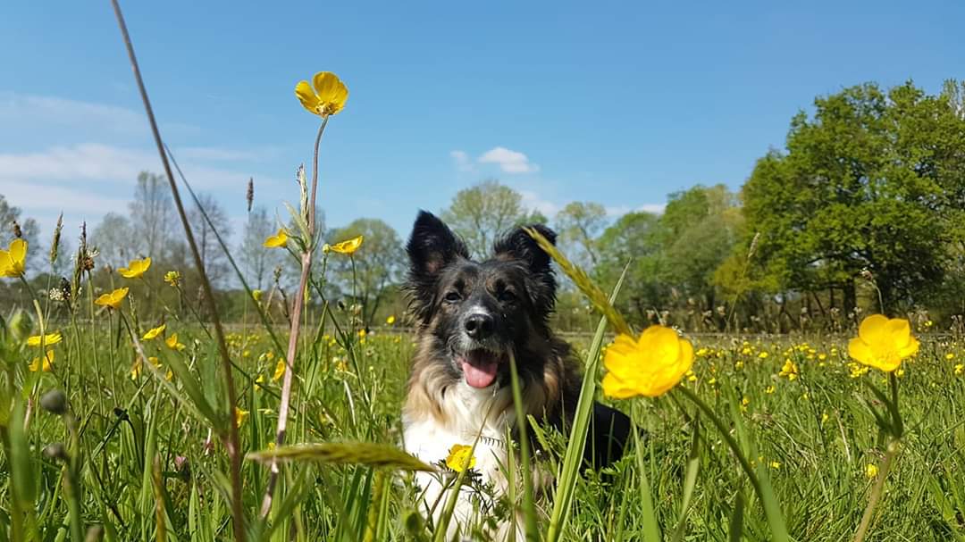 photo chien champs de fleurs